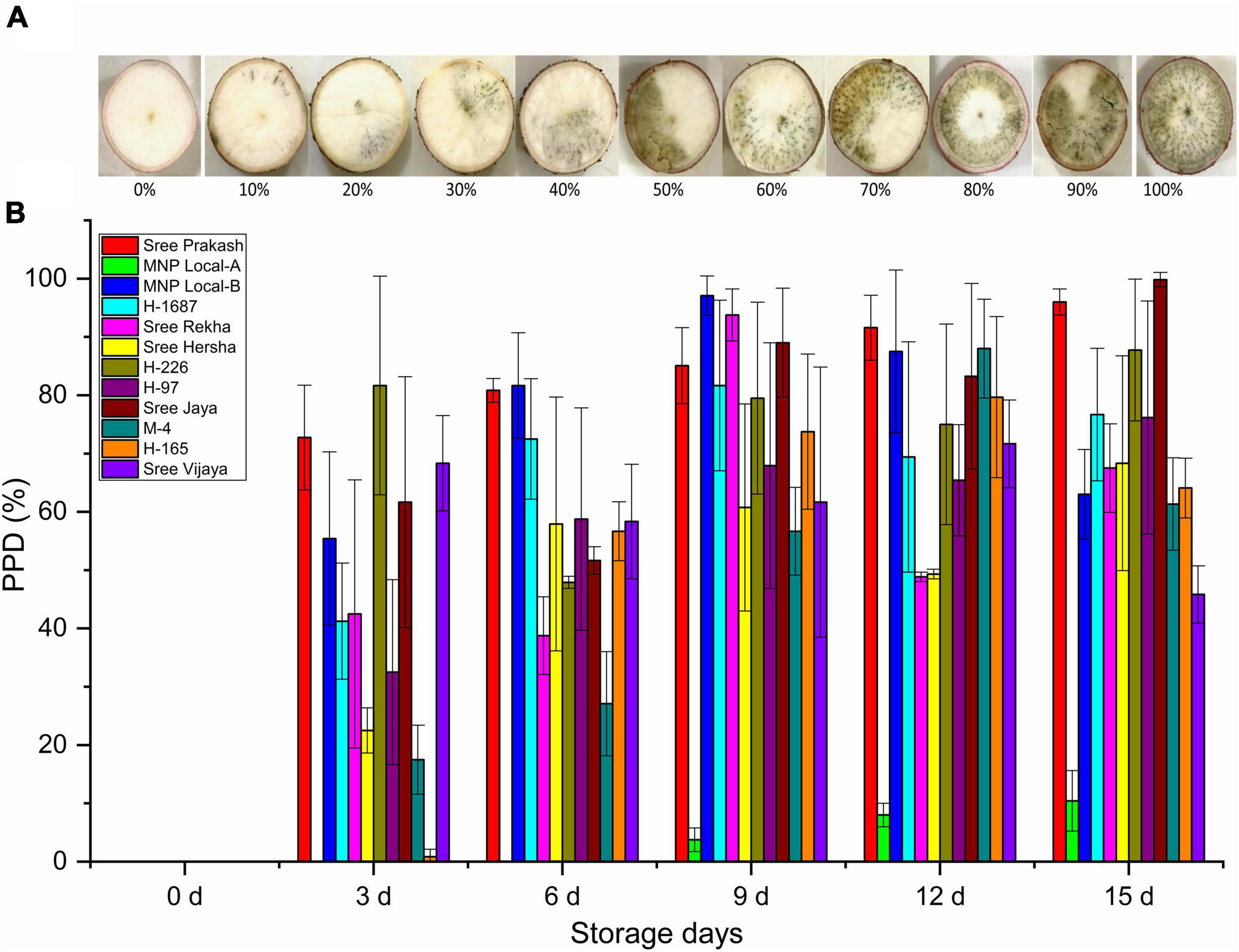 Reactive oxygen species turnover, phenolics metabolism, and some key gene expressions modulate postharvest physiological deterioration in cassava tubers